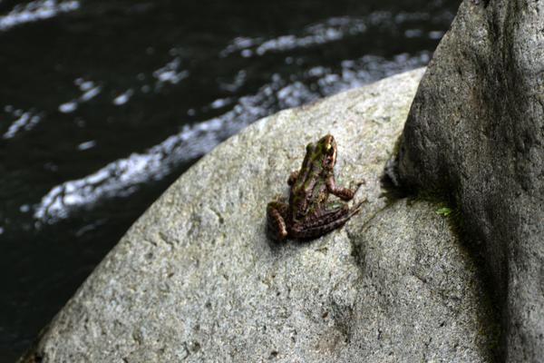 2018養石蛙賺錢嗎？石蛙養殖的利潤與投資成本及前景預測