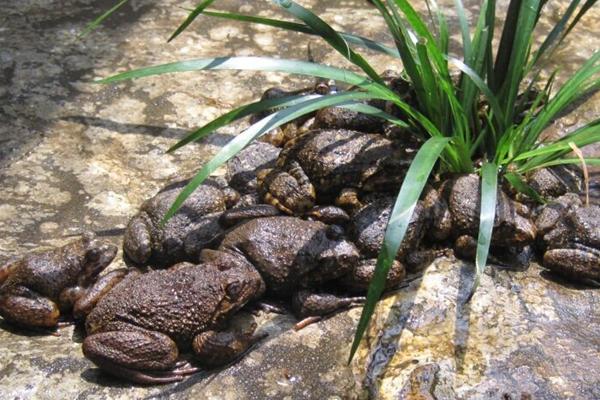 2018養石蛙賺錢嗎？石蛙養殖的利潤與投資成本及前景預測