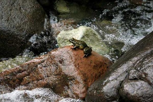 2018養石蛙賺錢嗎？石蛙養殖的利潤與投資成本及前景預測