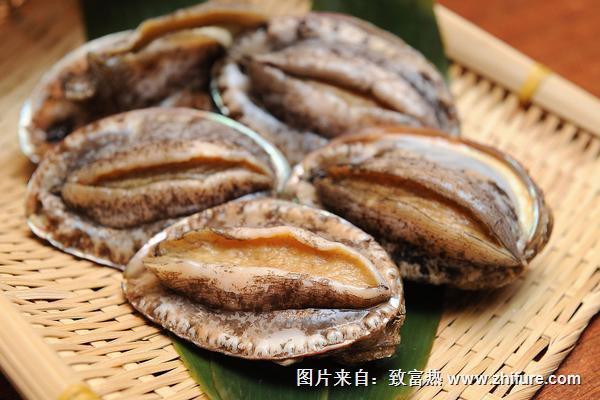 2018養鮑魚賺錢嗎？鮑魚養殖的利潤與投資成本及前景預測