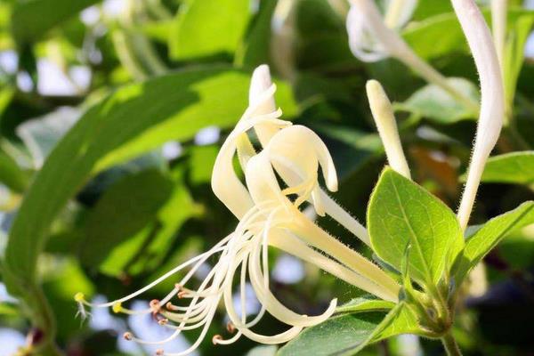 金銀花種植利潤(rùn)