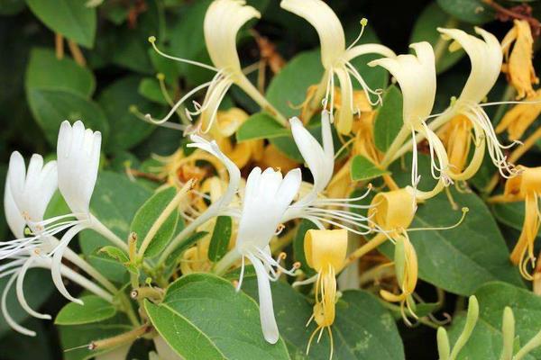 金銀花種植利潤(rùn)