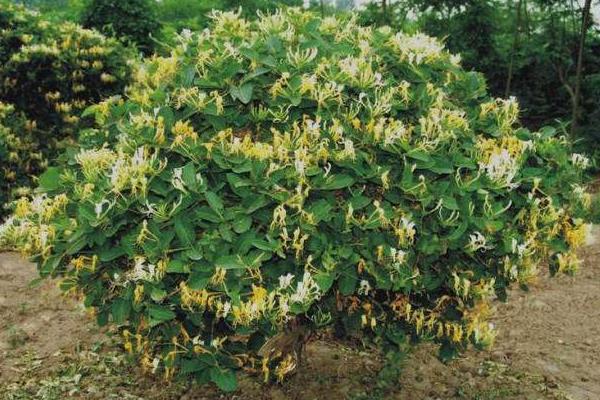 金銀花種植利潤(rùn)