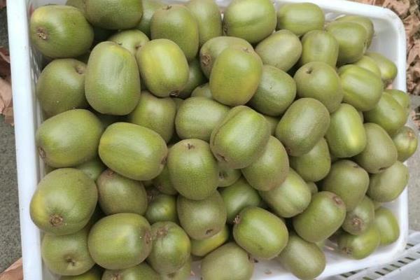 紅心獼猴桃的吃法