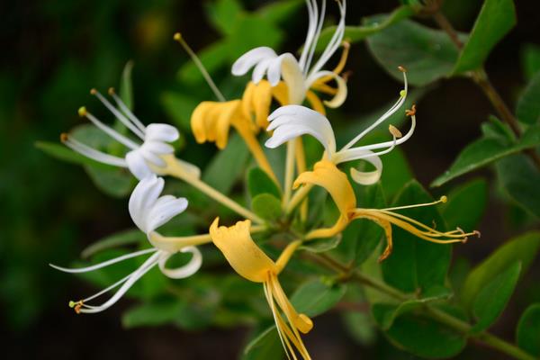 金銀花種植利潤(rùn)