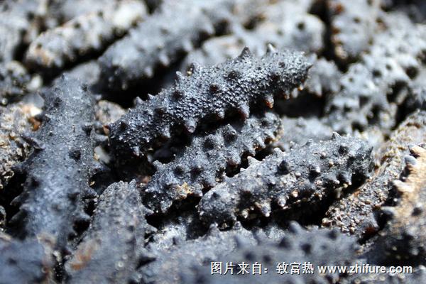 2018養海參賺錢嗎？海參養殖的利潤與投資成本及前景預測