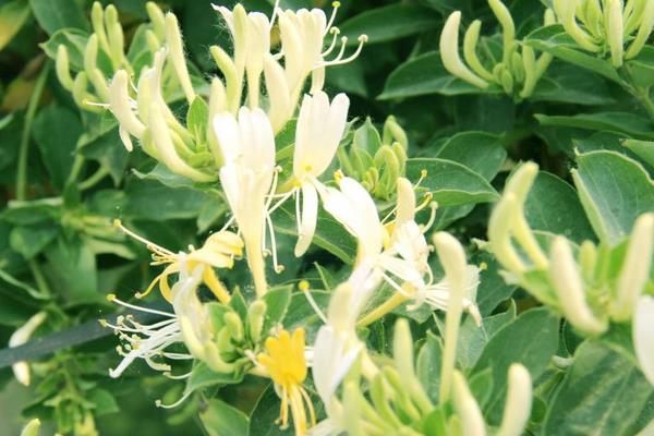 金銀花種植利潤(rùn)