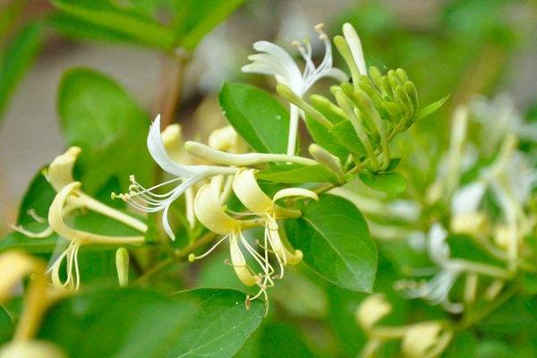 金銀花種植利潤(rùn)