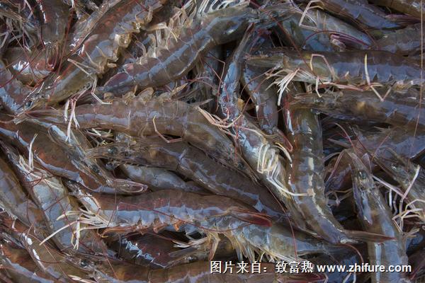 2018養(yǎng)對蝦賺錢嗎?對蝦養(yǎng)殖的利潤與投資成本及前景預(yù)測