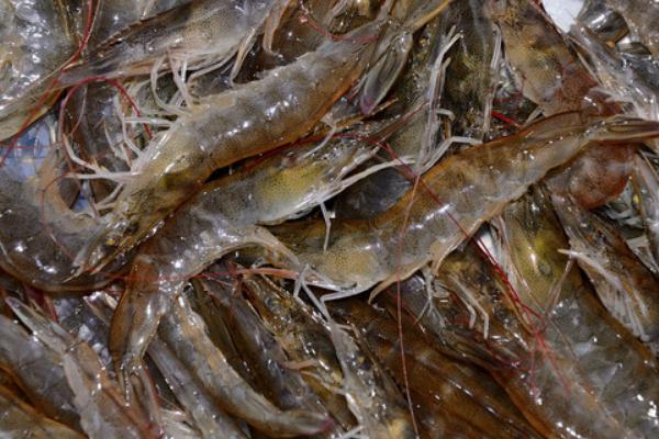 2018養對蝦賺錢嗎？對蝦養殖的利潤與投資成本及前景預測