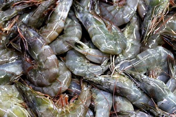 2018養對蝦賺錢嗎？對蝦養殖的利潤與投資成本及前景預測