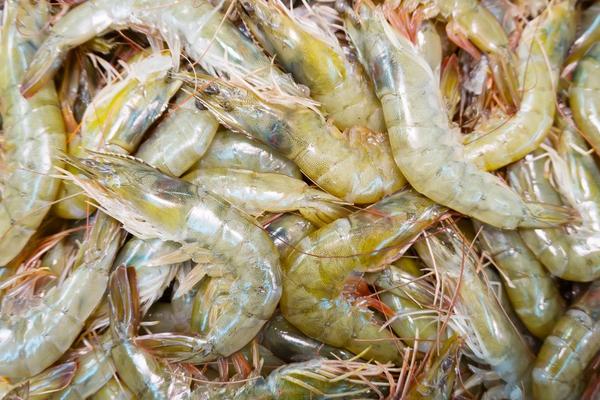 2018養對蝦賺錢嗎？對蝦養殖的利潤與投資成本及前景預測