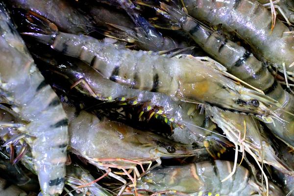 2018養對蝦賺錢嗎？對蝦養殖的利潤與投資成本及前景預測