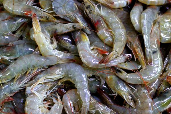 2018養對蝦賺錢嗎？對蝦養殖的利潤與投資成本及前景預測