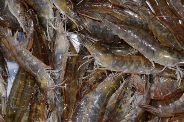 2018養對蝦賺錢嗎？對蝦養殖的利潤與投資成本及前景預測