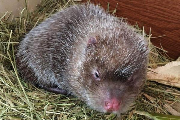 農民養(yǎng)竹鼠銷路不發(fā)愁