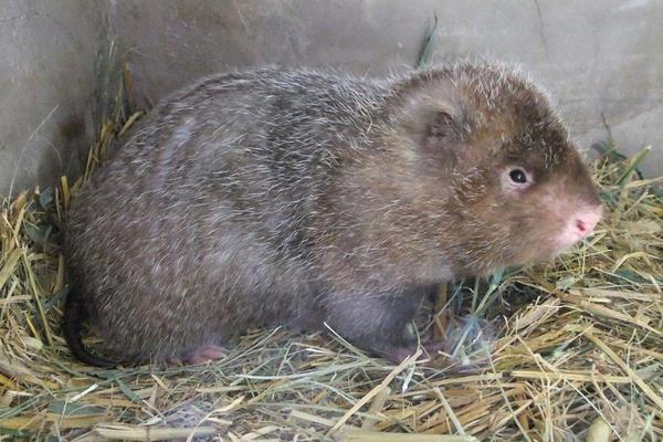 農民養(yǎng)竹鼠銷路不發(fā)愁