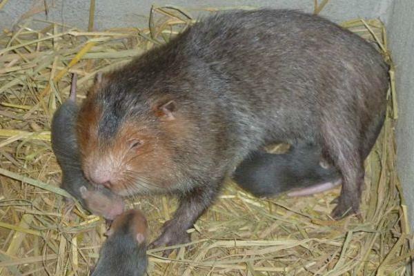 農民養(yǎng)竹鼠銷路不發(fā)愁