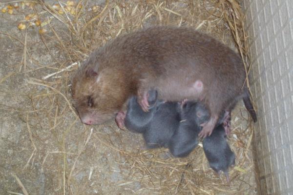 農民養(yǎng)竹鼠銷路不發(fā)愁