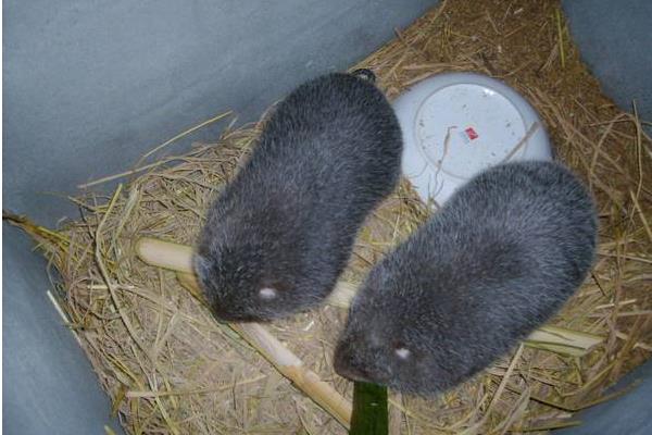 農民養(yǎng)竹鼠銷路不發(fā)愁