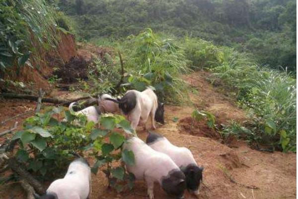 養(yǎng)香豬的利潤