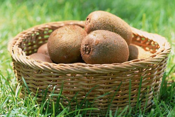 野生獼猴桃怎么催熟