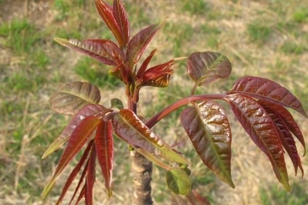 種香椿香椿樹的修剪及管理