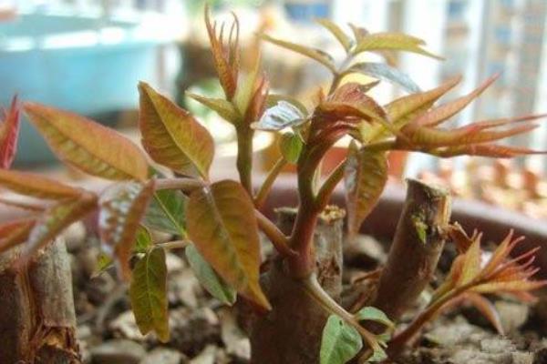 種香椿香椿樹的修剪及管理