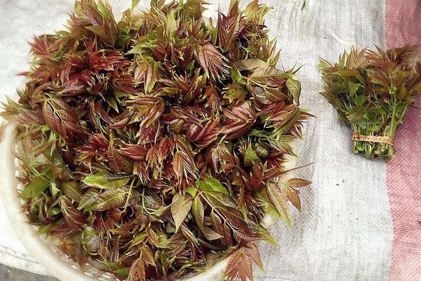 種香椿香椿樹的修剪及管理