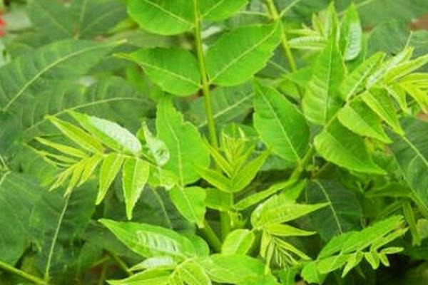 種香椿香椿樹的修剪及管理