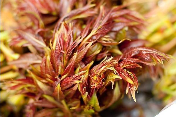 種香椿香椿樹的修剪及管理