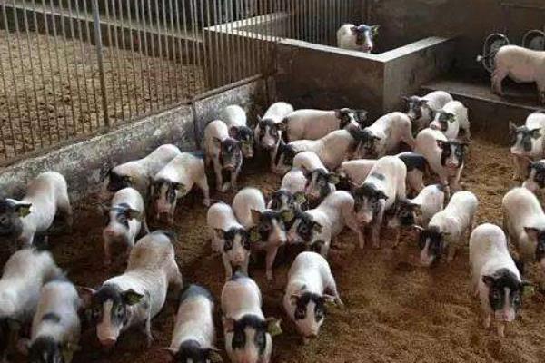 養(yǎng)香豬的利潤