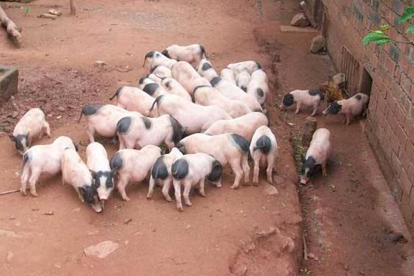 養(yǎng)香豬的利潤