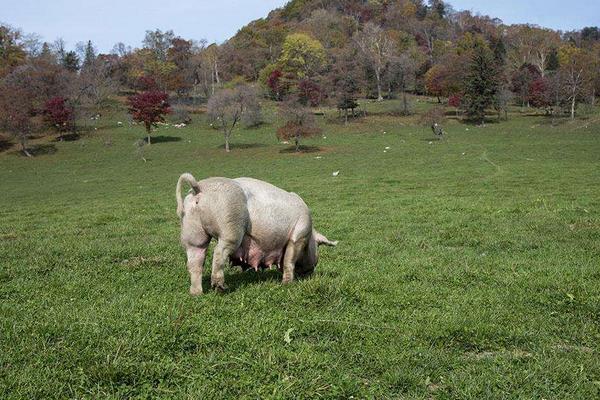 養(yǎng)香豬的利潤