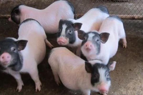 養(yǎng)香豬的利潤