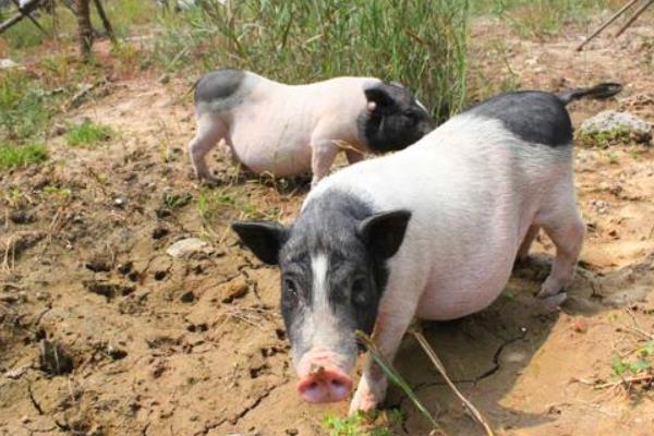 養(yǎng)香豬的利潤