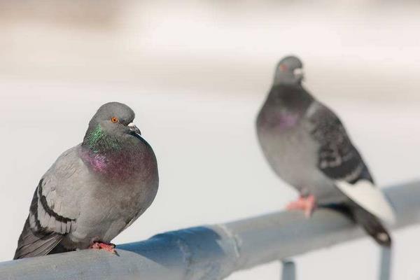 2016養鴿子賺錢嗎？2016鴿子養殖前景及市場價格行情分析