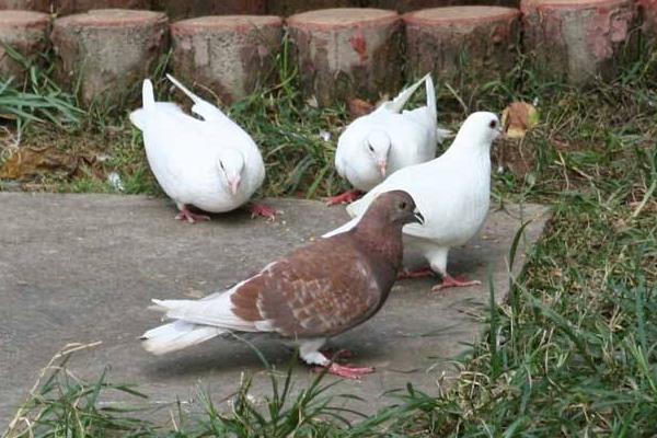 2016養鴿子賺錢嗎？2016鴿子養殖前景及市場價格行情分析