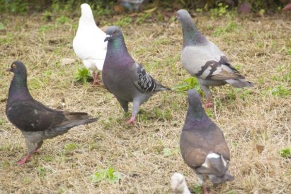 2016養鴿子賺錢嗎？2016鴿子養殖前景及市場價格行情分析
