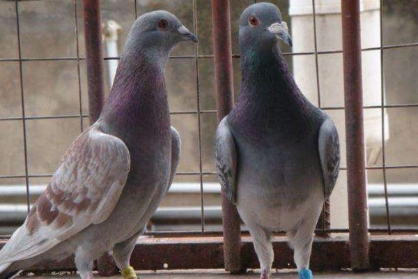 2016養鴿子賺錢嗎？2016鴿子養殖前景及市場價格行情分析