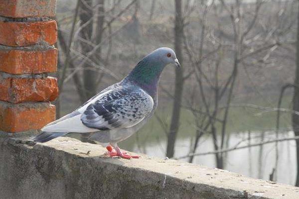 2016養鴿子賺錢嗎？2016鴿子養殖前景及市場價格行情分析