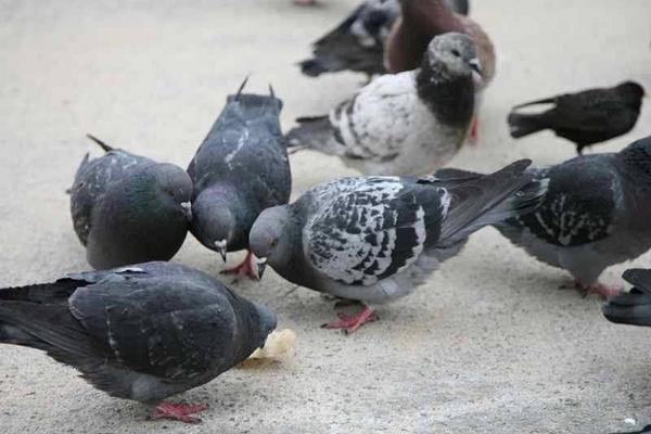2016養鴿子賺錢嗎？2016鴿子養殖前景及市場價格行情分析