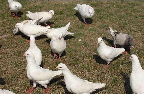 2016養鴿子賺錢嗎？2016鴿子養殖前景及市場價格行情分析