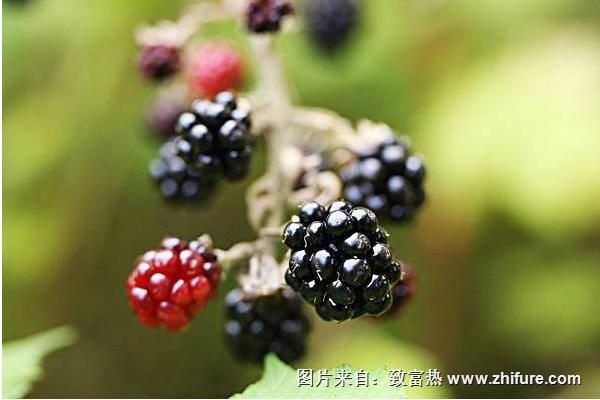 2018種黑莓賺錢嗎?黑莓種植的利潤與投資成本及前景預(yù)測