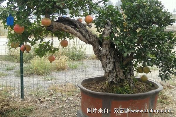 石榴樹樁盆景制作技巧