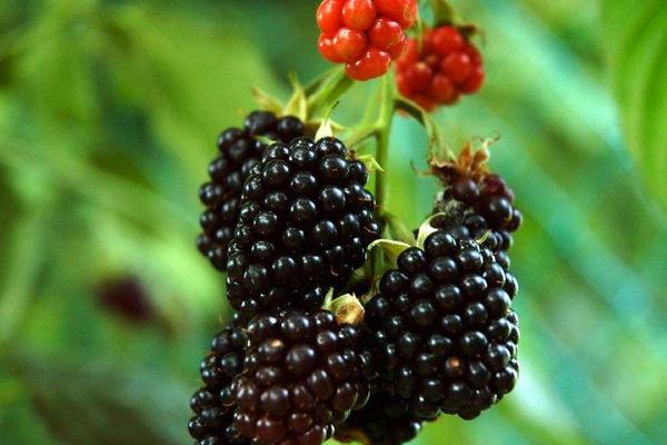 2018種黑莓賺錢嗎？黑莓種植的利潤與投資成本及前景預測