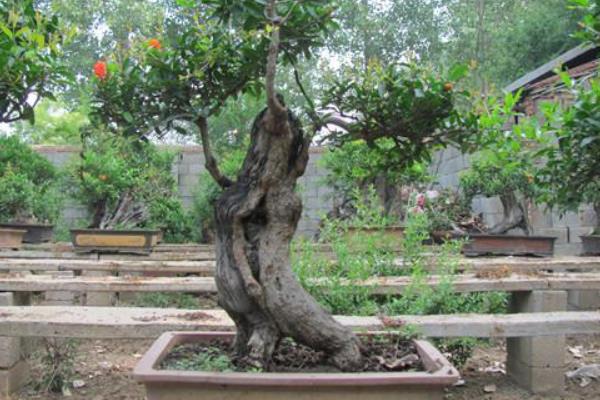 石榴樹樁盆景制作技巧