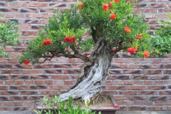 石榴樹樁盆景制作技巧