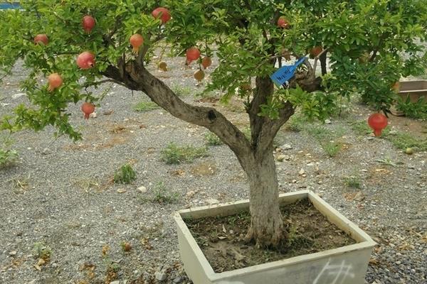 石榴樹樁盆景制作技巧