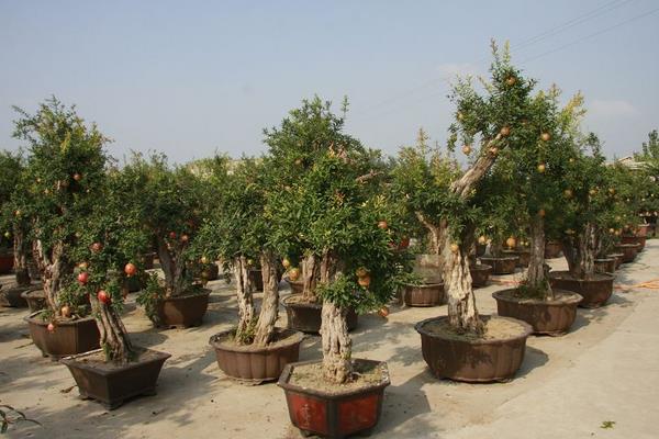 石榴樹樁盆景制作技巧